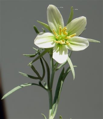 Peganum harmala